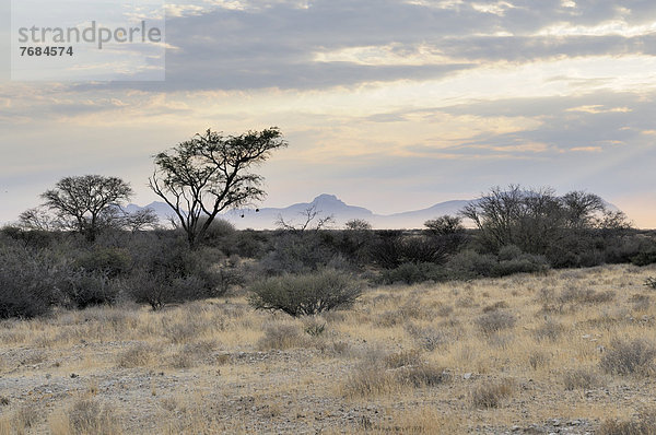 Morgennebel  Landschaft nahe Spitzkoppe  Namib-Wüste  Namibia  Afrika