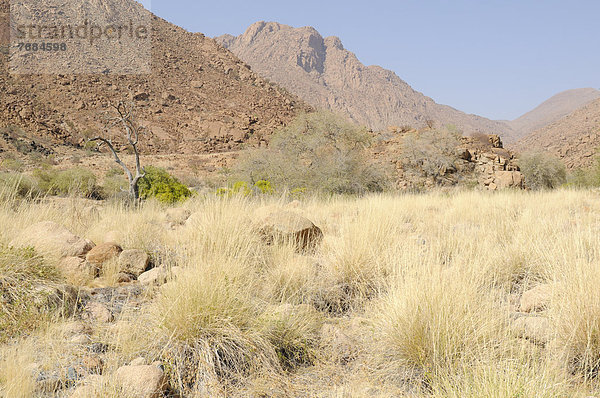 Gras- und Berglandschaft am Pfad zur weißen Dame in der Tsisab-Schlucht  Brandberg  Damaraland  Namibia  Afrika