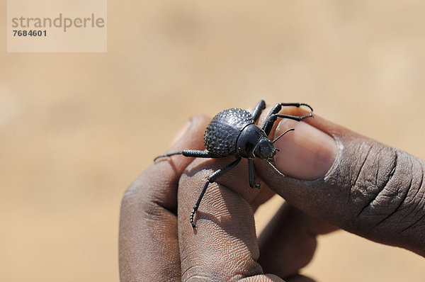 Nebeltrinker-Käfer (Onymacris unguicularis) auf Hand  Tsisab-Schlucht  Brandberg  Damaraland  Namibia  Afrika