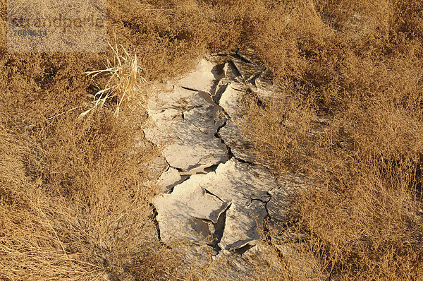 Ausgetrocknetes Flussbett  gerissene Erde  Damaraland  Namibia  Afrika