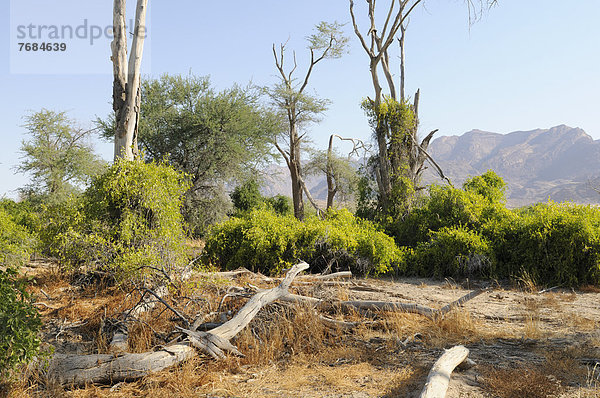 Buschlandschaft  hinten Brandberg  Damaraland  Namibia  Afrika