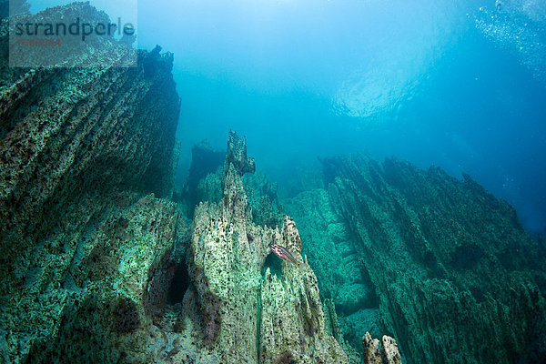 Barracuda Lake  Unterwasseraufnahme