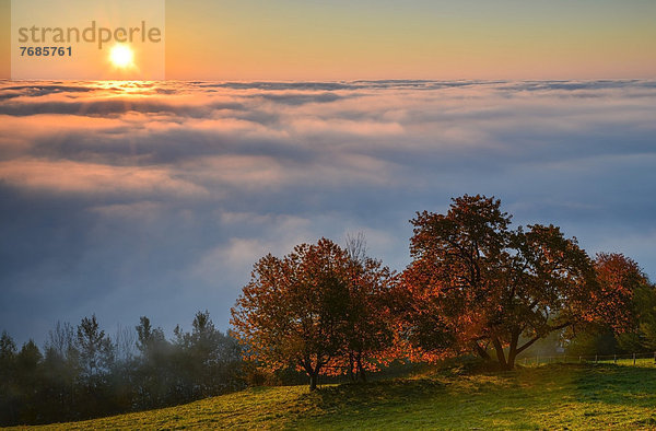 Herbstliche Bäume mit Nebelmeer bei Sonnenaufgang  Oststeirisches Hügelland  Österreich  Europa
