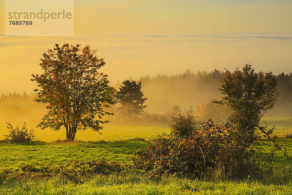 Herbstliche Bäume im Morgennebel  Österreich  Europa
