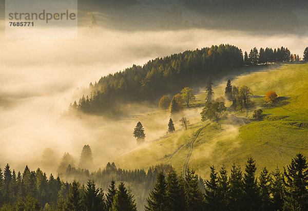 Nebelschwaden im Herbst  Sommeralm  Steiermark  Österreich  Europa
