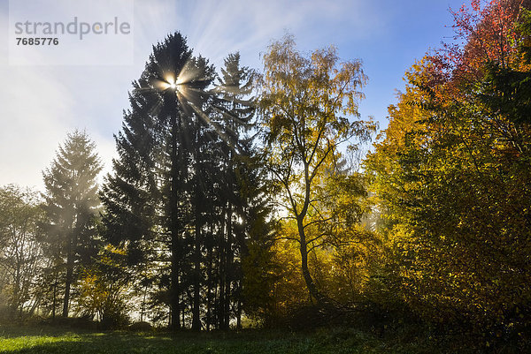 Herbstlicher Wald mit Sonnenstrahlen  Sommeralm  Almenland  Steiermark  Österreich  Europa