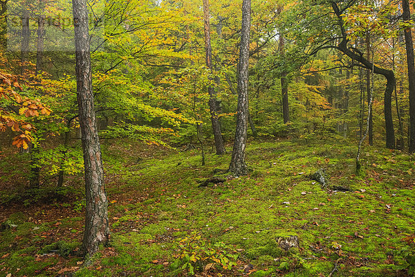 Wald im Herbst  Österreich  Europa