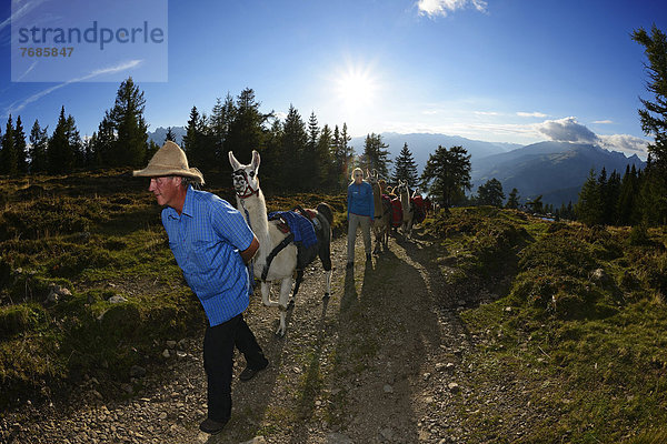 Lama-Tour auf den Gipfel Ederplan in der Defregger-Gruppe  Karnische Dolomiten  Oberlienz  Pustertal  Osttirol  Österreich  Europa