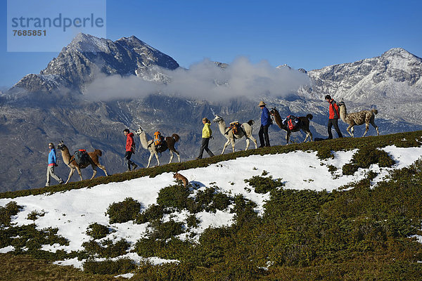 Lama-Tour auf den Gipfel Böses Weibele in der Defregger-Gruppe  Karnische Dolomiten  Oberlienz  Pustertal  Osttirol  Österreich  Europa
