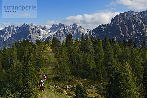 Lama-Wanderer bei der Hochsteinhütte  Lama-Tour  hinten die Karnischen Dolomiten  Oberlienz  Pustertal  Osttirol  Österreich  Europa