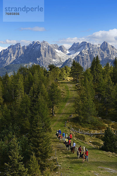 Lama-Wanderer  Lama-Tour bei der Hochsteinhütte  hinten die Karnischen Dolomiten  Oberlienz  Pustertal  Osttirol  Österreich  Europa