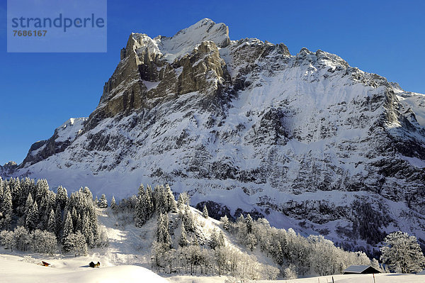 Wetterhorn  Schweizer Alpen  Schweiz  Europa