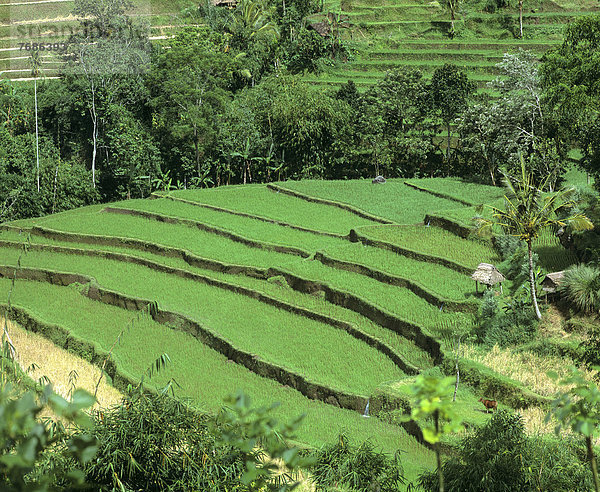 Reisfelder  Reisterrassen und Kokospalmen