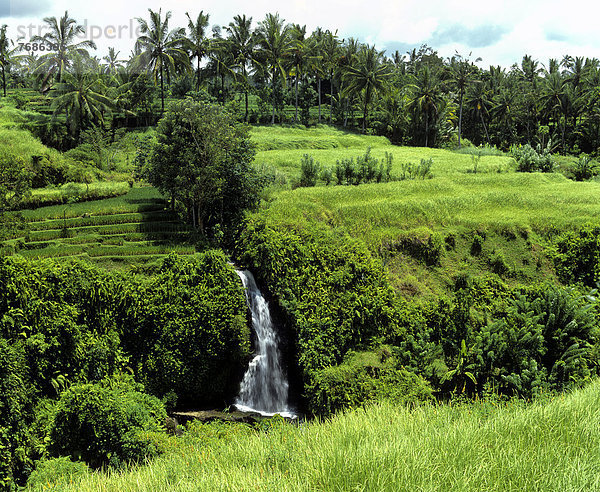 Wasserfall  Reisterrassen und Kokospalmen