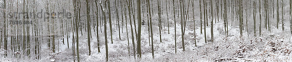 Verschneiter Winterwald  Buchenwald und Eichenwald  Mittelgebirge  Westerwald  Solms  Lahn-Dill Kreis  Hessen  Deutschland  Europa