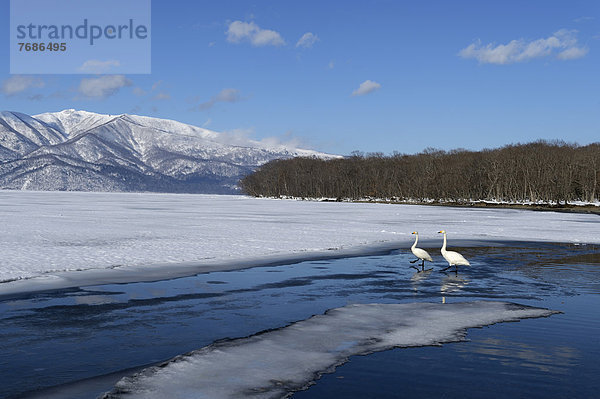 Singschwäne (Cygnus cygnus)  am Rand des zugefrorenen Sees stehend