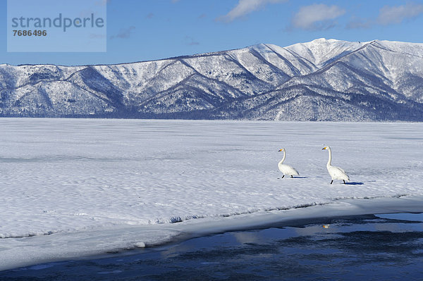 Singschwäne (Cygnus cygnus) laufen über den zugefrorenen See