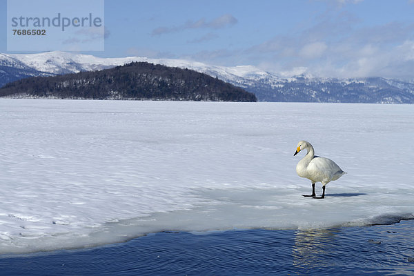Singschwan (Cygnus cygnus) steht auf dem gefrorenen See