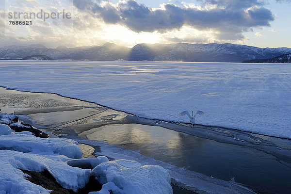 Singschwan (Cygnus cygnus)  beim Abflug vom zugefrorenen See