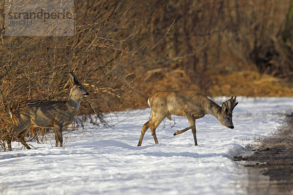 Rehe  Rehwild (Capreolus capreolus)  Bock im Bast und Ricke  überqueren Feldweg im Schnee