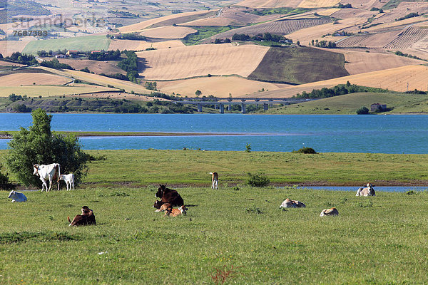 Hausrind Hausrinder Kuh See Kampanien grasen Italien