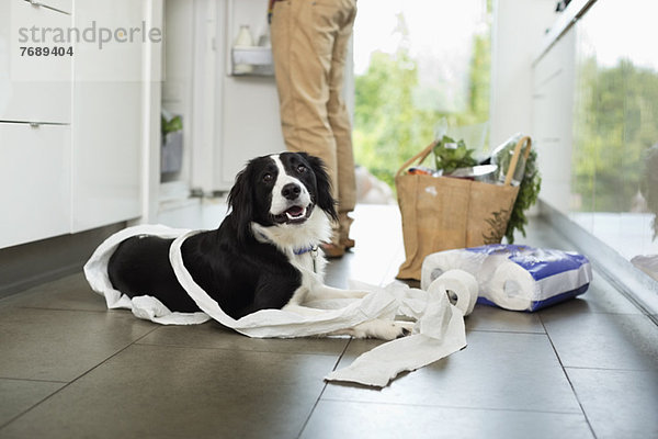 Hundeabrollendes Toilettenpapier auf dem Boden