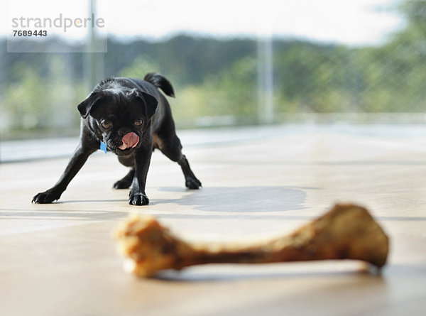 Hund leckt seine Lippen am Knochen