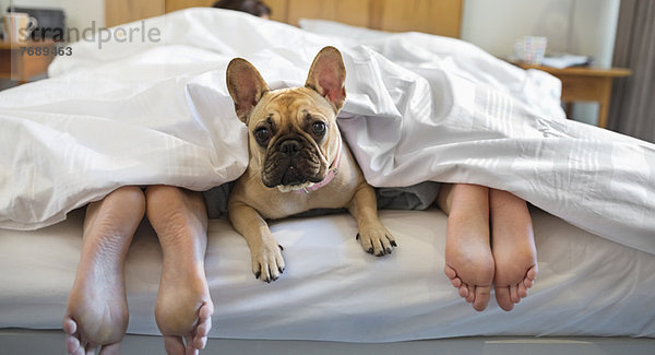 Hund unter der Decke liegend mit Paar