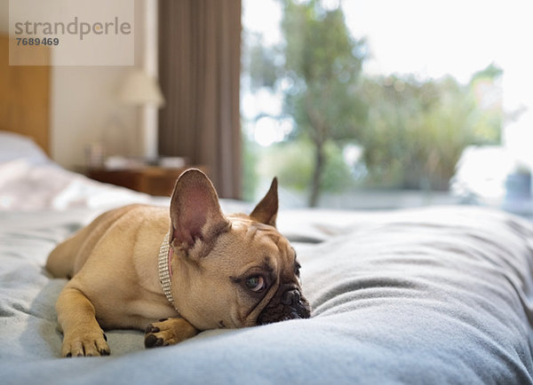 Hund auf dem Bett liegend