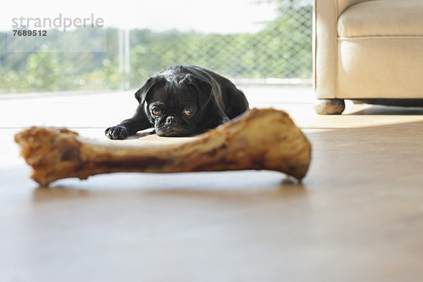 Hund widersteht Knochen im Wohnzimmer