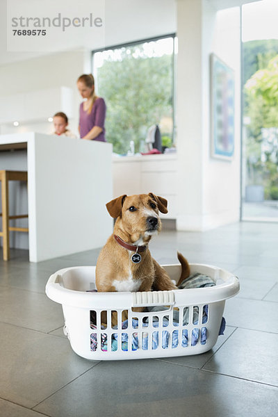 Hund im Wäschekorb in der Küche sitzend
