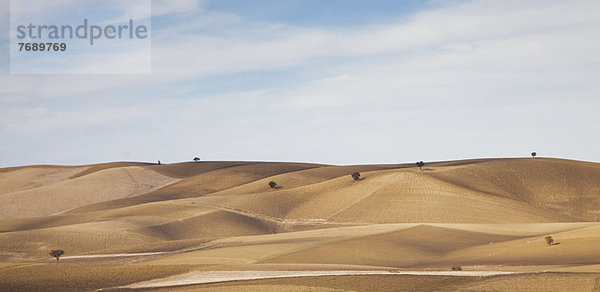 Bäume wachsen in trockener ländlicher Landschaft