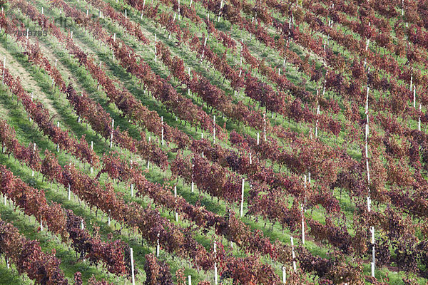 Luftaufnahme der Weinberge