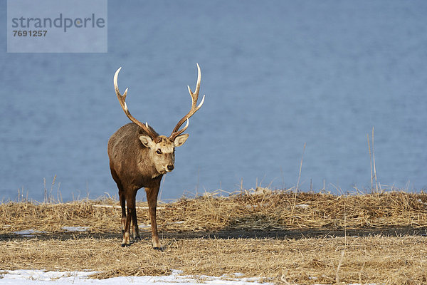 Hokkaido-Sikahirsch (Cervus nippon yesoensis)  männlich