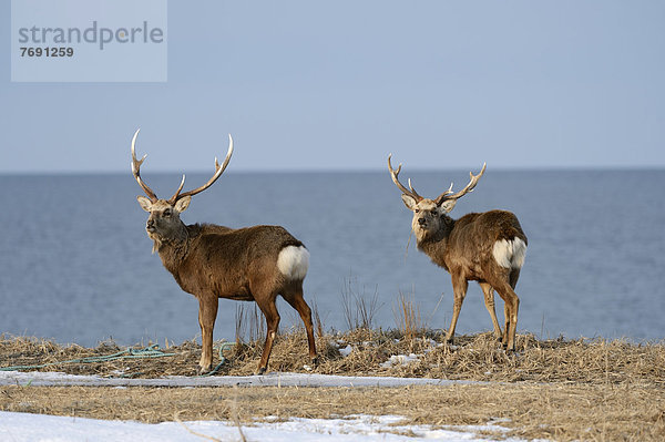 Zwei Hokkaido-Sikahirsche (Cervus nippon yesoensis)  hinten das Ochotskische Meer