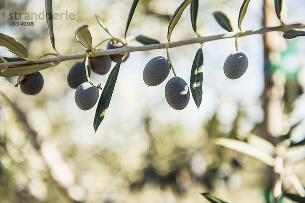 Baum  Wachstum  Ast  Olive