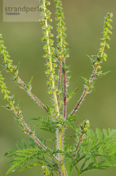 Aufrechtes Traubenkraut  Wermutblättrige Ambrosie (Ambrosia artemisiifolia)