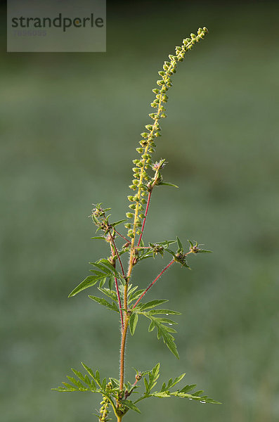 Aufrechtes Traubenkraut  Wermutblättrige Ambrosie (Ambrosia artemisiifolia)