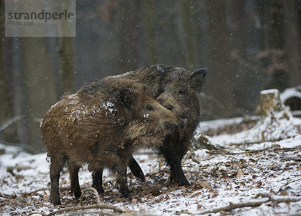 Wildschweine (Sus scrofa) im Winter