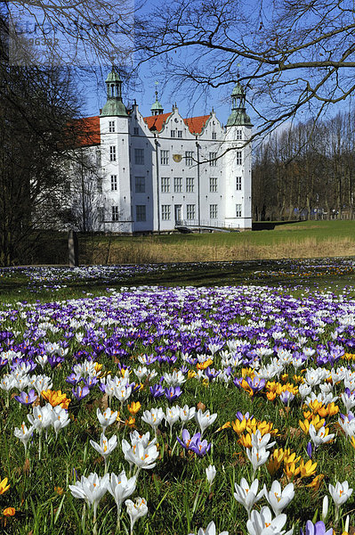Krokusse (Crocus sp.) vor Schloss Ahrensburg