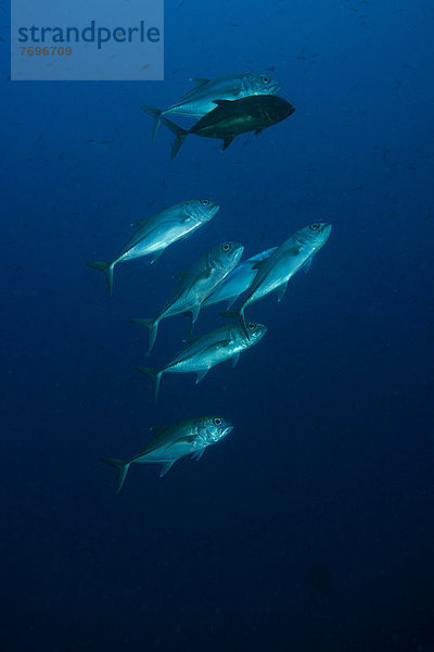 Großaugen-Makrelen (Caranx sexfasciatus)  Barriere-Riff