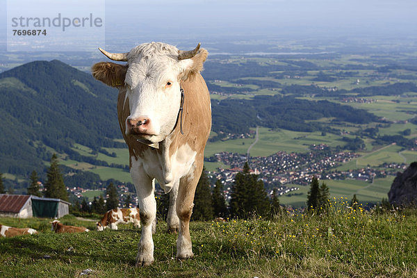 Kuh auf der Kampenwand mit Blick auf Aschau  Chiemgau  Bayern  Deutschland  Europa