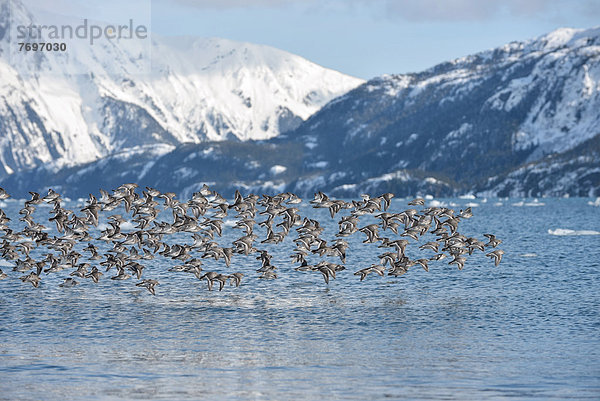 Beringstrandläufer (Calidris ptilocnemis)