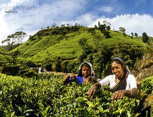 Teeplückerinnen  Teeplantage  Teeanbaugebiet im Hochland