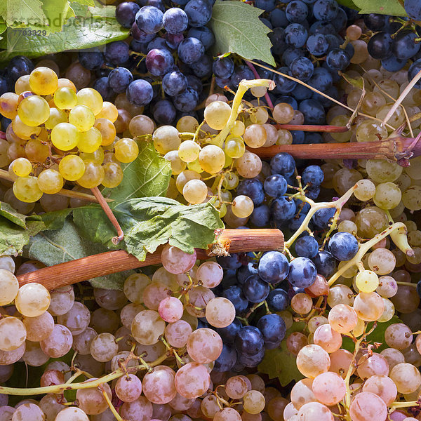 Frische weiße und blaue Weintrauben