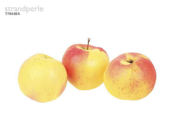 Äpfel der Apfelsorte Ditzels Rosenapfel  altbewährte Keltersorte  Mostsorte