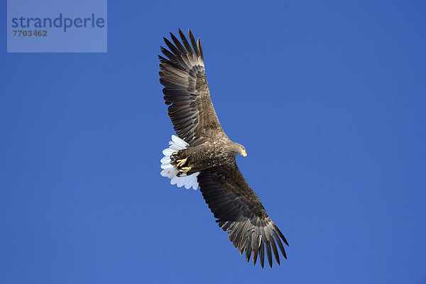 fliegen fliegt fliegend Flug Flüge weiß Flachwinkelansicht Schwanz Tierschwanz Adler