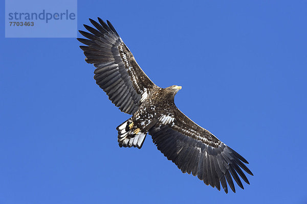 fliegen fliegt fliegend Flug Flüge weiß Flachwinkelansicht Schwanz Tierschwanz Adler