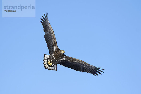 fliegen fliegt fliegend Flug Flüge weiß Flachwinkelansicht Schwanz Tierschwanz Adler