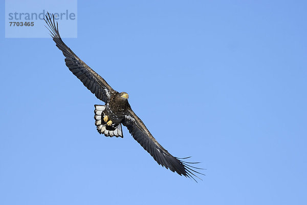 weiß nähern Schwanz Tierschwanz Adler